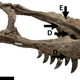 Image for article titled Scarred Skull Confirms Combat And Cannibalism Among Tyrannosaurs